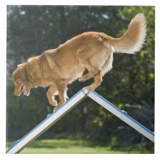 ノバスコシアのアヒル鳴るレトリーバー タイル (正面)