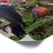 ノバスコシアの裏庭の鳥 ポスター (角)