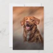 ノバスコシアダックトーリングリトリーバー 招待状 (正面)