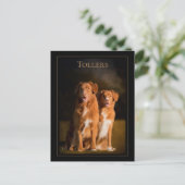 ノバスコシアダックトーリングレトリエバーポストカード ポストカード (スタンド正面)