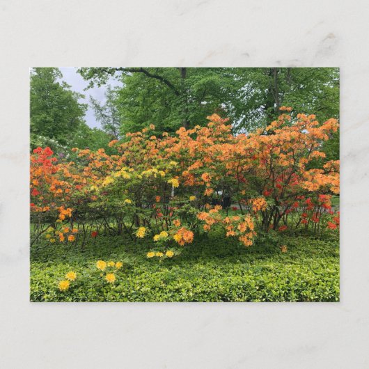 ノバスコシア州ハリファックスの花を咲かせる木々 ポストカード (正面)
