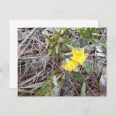 ノフィスサンキューカード サンキューカード (正面/裏面)