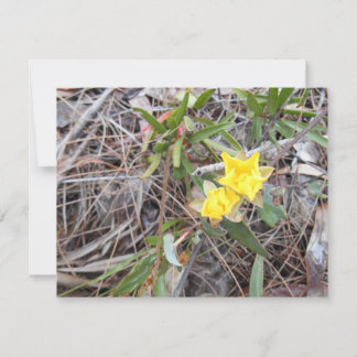 ノフィスサンキューカード サンキューカード