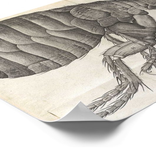 ノミ ポスター (角)