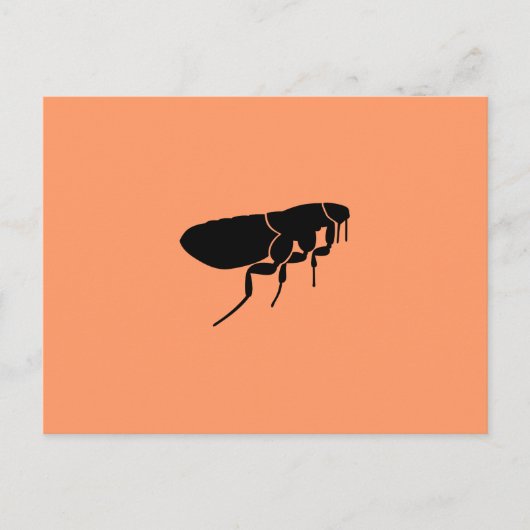 ノミ ポストカード (正面)