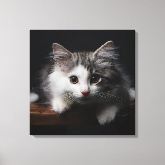 ノルウェーの森の子猫 キャンバスプリント (正面)
