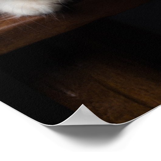 ノルウェーの森の子猫 ポスター (角)