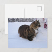 ノルウェーの森の猫が雪の中にいる ポストカード (正面/裏面)