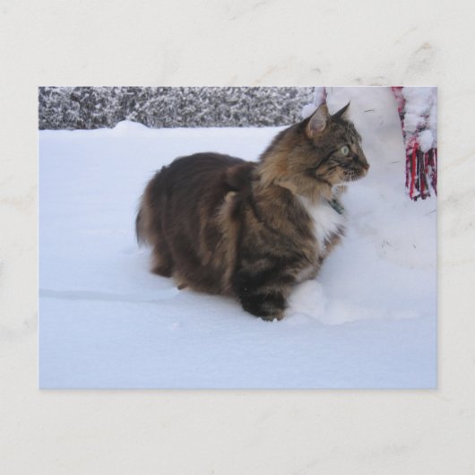 ノルウェーの森の猫が雪の中にいる ポストカード (正面)
