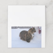 ノルウェーの森の猫が雪の中に 予約カード (外部開封)