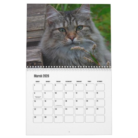 ノルウェーの森の猫カレンダー カレンダー (3月 2026)