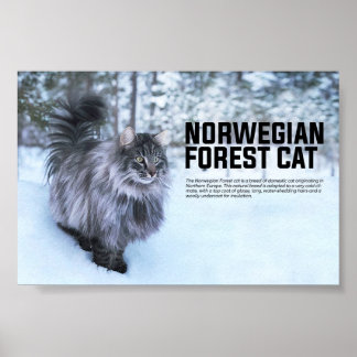 ノルウェーの森の猫種 ポスター