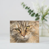 ノルウェーの森の猫 ポストカード (スタンド正面)