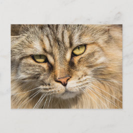 ノルウェーの森の猫 ポストカード