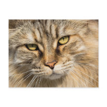 ノルウェーの森の猫