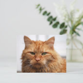 ノルウェーの森の猫 ポストカード (スタンド正面)