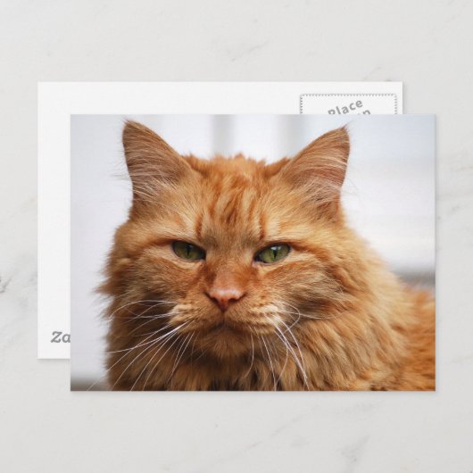 ノルウェーの森の猫 ポストカード (正面/裏面)