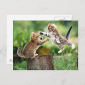 ノルウェーの森林子ネコ ポストカード (正面/裏面)