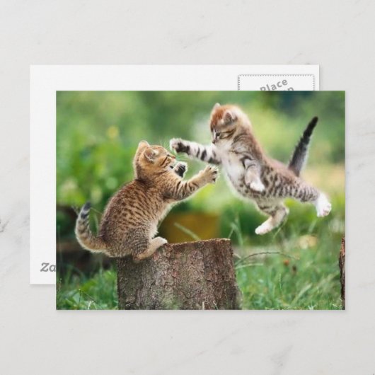 ノルウェーの森林子ネコ ポストカード (正面/裏面)