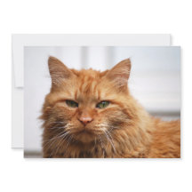 ノルウェーの森猫