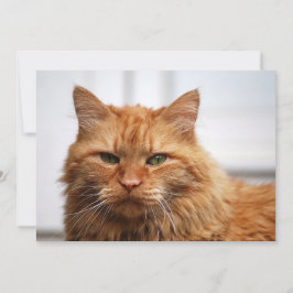 ノルウェーの森猫