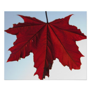 ノルウェーの深紅色王カエデの葉 フォトプリント           