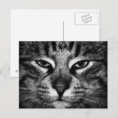 ノルウェーの顔猫 ポストカード (正面/裏面)