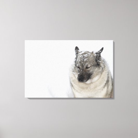 ノルウェーエルクハウンド キャンバスプリント (正面)