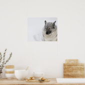 ノルウェーエルクハウンド ポスター (キッチン)