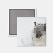 ノルウェーエルクハウンド マグネット (正面/裏面)