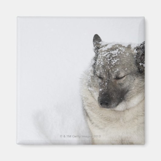 ノルウェーエルクハウンド マグネット (正面)