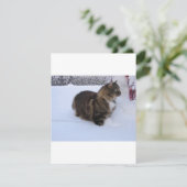 ノルウェージャンフォレストキャットが雪の中で シーズンカード (スタンド正面)