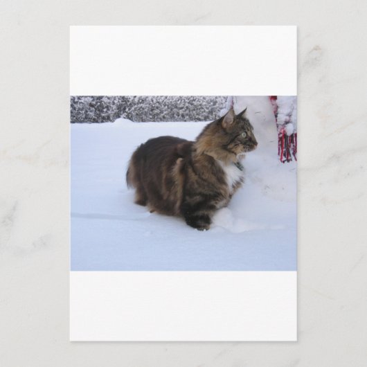 ノルウェージャンフォレストキャットが雪の中にいる メニュー (正面)