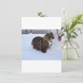ノルウェージャンフォレストキャットが雪の中にいる メニュー (スタンド正面)