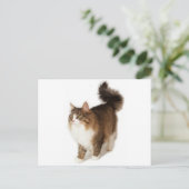 ノルウェージャンフォレストキャット ポストカード (スタンド正面)