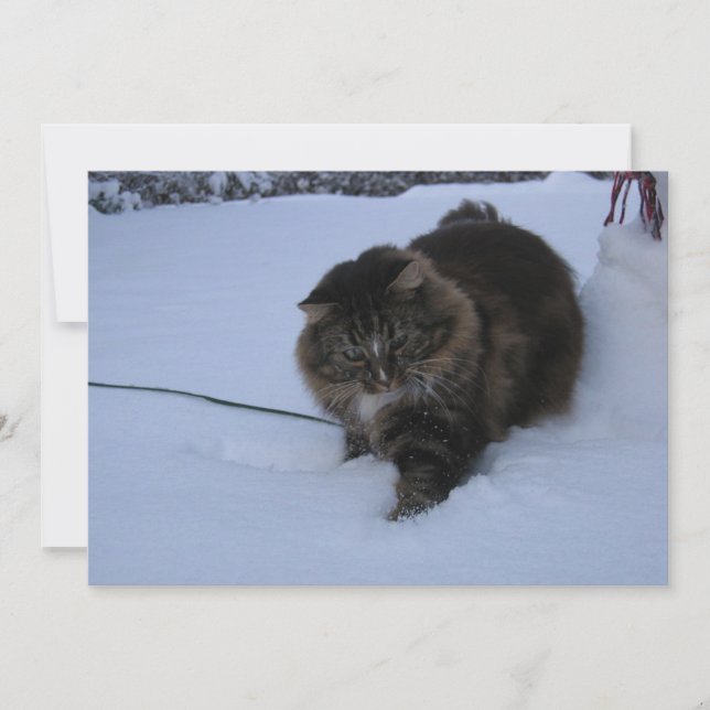 ノルウェージャンフォレストキャット、茶色のタビー、雪の中 (正面)
