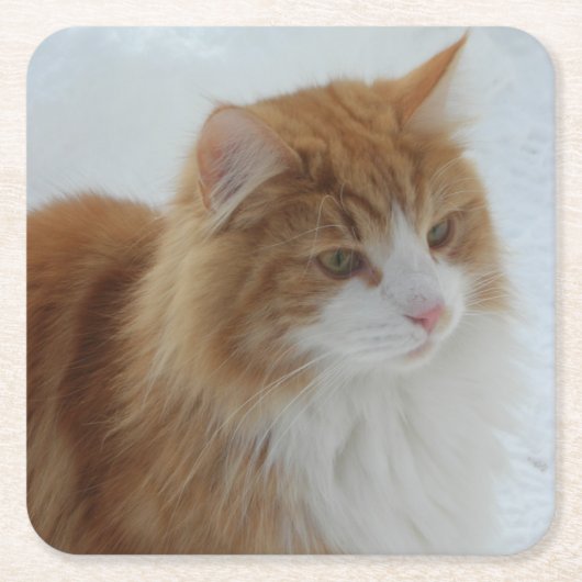 ノルウェージャン・フォレスト・キャット スクエアペーパーコースター (正面)