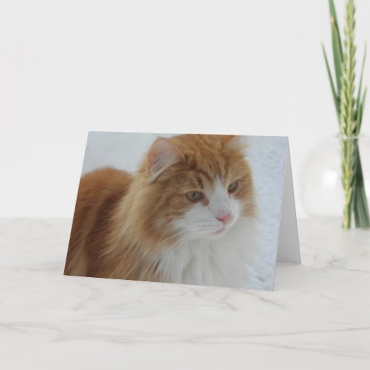 ノルウェージャン・フォレスト・キャット プログラム (正面)