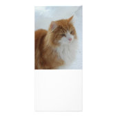 ノルウェージャン・フォレスト・キャット ラックカード (正面)