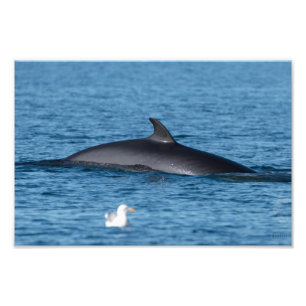 ノルウェー北部のミンククジラとカモメ自然 フォトプリント           