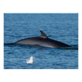 ノルウェー北部のミンククジラとカモメ自然 ポスター (正面)