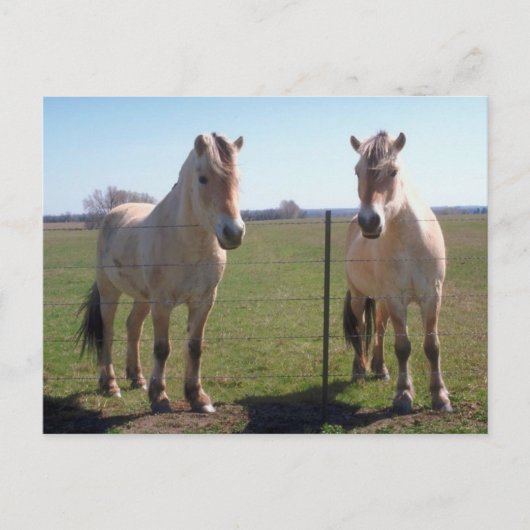 ノルウェー語フィヨルド ポストカード (正面)