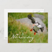 ノルウェー飛んでいるポストカードのパフィン ポストカード (正面/裏面)