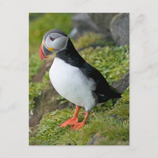 ノルウェー、スバルバード諸島、スピッツベルゲン9 ポストカード (正面)