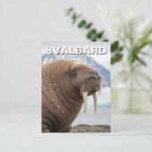 ノルウェー スヴァールバル諸島のセイウチ ポストカード (スタンド正面)