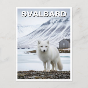 ノルウェー スヴァールバル諸島のホッキョクギツネ ポストカード