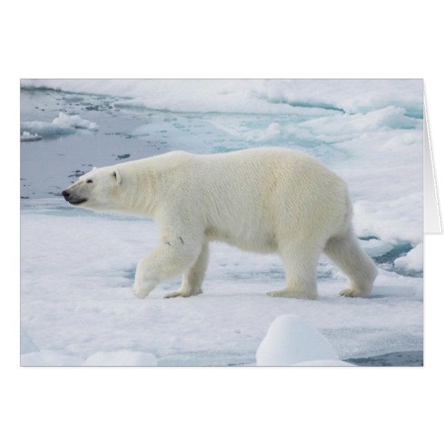 ノルウェー、ホッキョクグマの歩行 (正面横)