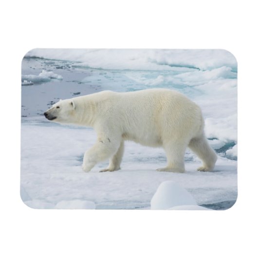 ノルウェー、ホッキョクグマの歩行 マグネット (横)
