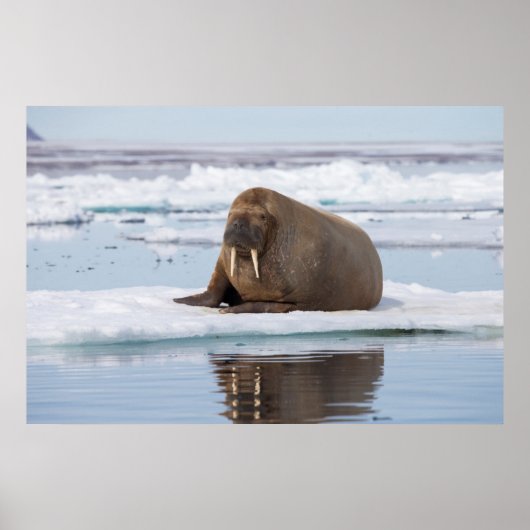 ノルウェー，氷の上で休息するセイウラス ポスター (正面)