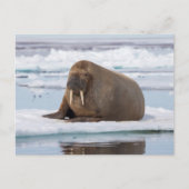 ノルウェー、氷上に横たわるセイウチ ポストカード (正面)